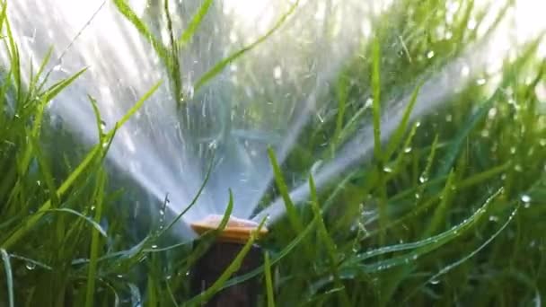 Plastik fıskiyeler çimenleri sulıyor yaz bahçesinde suyla. Yeşil bitkileri sulamak kurak mevsimi taze tutmak içindir. — Stok video