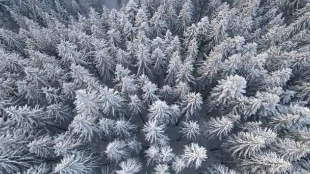 Top down aerial view of snow covered evergreen pine forest after heavy snowfall in winter mountain woods on cold quiet day — Stock Video