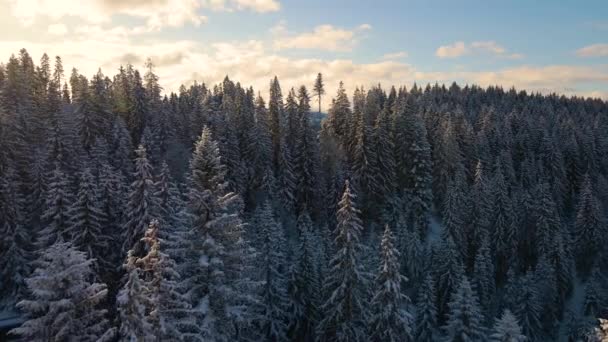 Légi téli táj fenyőfákkal hóval borított erdő hideg hegyekben napkeltekor — Stock videók