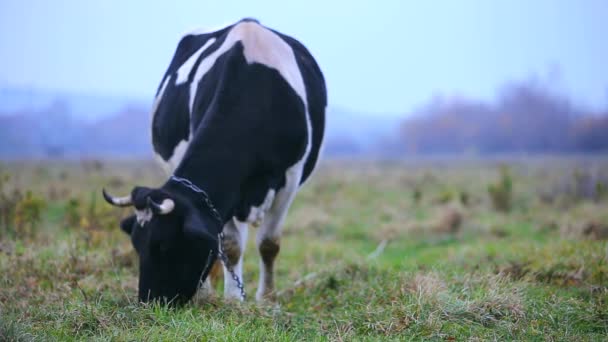 Vaca pastando no prado com grama verde em um dia ensolarado — Vídeo de Stock