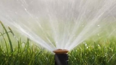 Plastik fıskiyeler çimenleri sulıyor yaz bahçesinde suyla. Yeşil bitkileri sulamak kurak mevsimi taze tutmak içindir.