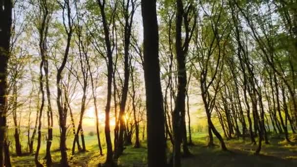 Bosque denso de noche con árboles altos y luz del sol de color amarillo brillante que brilla en el horizonte al atardecer — Vídeos de Stock