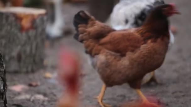 Pollo e capra che si nutrono in una piccola azienda agricola in campagna — Video Stock