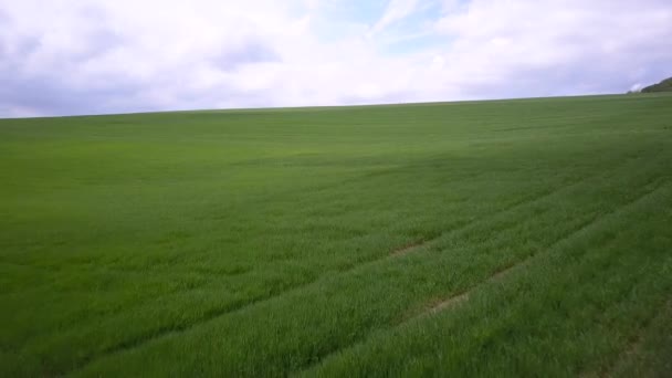 Aerial view of green agriculture field in summer or spring — Stock Video