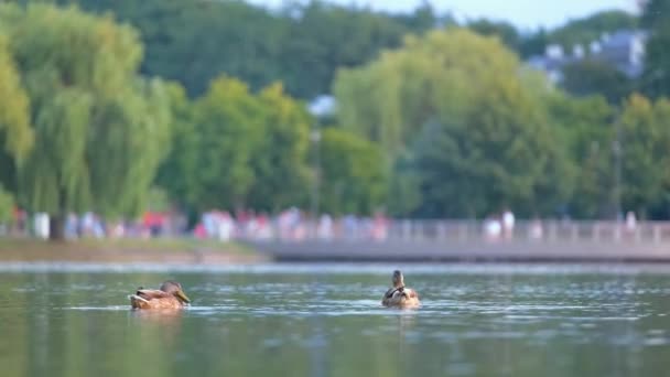 Gün batımında göl suyunda yüzen vahşi ördekler. Kuş izleme konsepti — Stok video