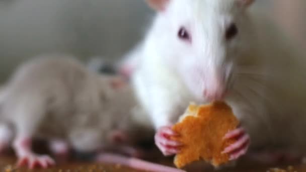 Крупный план домашней белой крысы, поедающей хлеб — стоковое видео