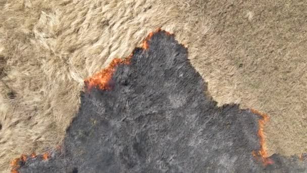 Aerial view of grassland field burning with red fire during dry season. Natural disaster and climate change concept — Stock Video