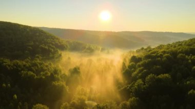 Aydınlık yaz gündoğumunda karanlık orman ağaçları üzerinde canlı sisli bir sabah. Şafak vakti vahşi ormanın muhteşem manzarası