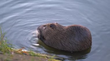 Doğada vahşi bir coypu faresi. Nutria göl suyunda besleniyor