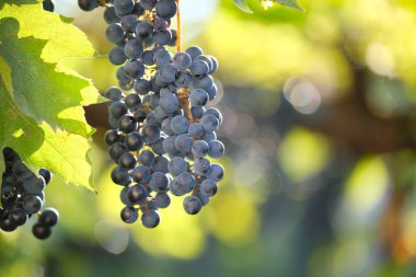 Sonbahar bahçesindeki asma bahçesinde yetişen mavi üzüm dalı.