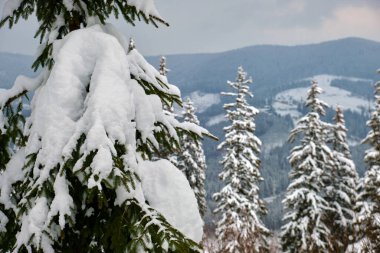 Soğuk ve aydınlık bir günde kış ormanlarında çam ağaçlarının dalları karla kaplıdır..