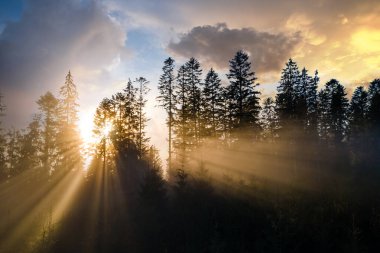 Sis yeşili çam ormanları, çam ağaçlarından gölgeler ve sonbahar dağlarında parlayan gündoğumu ışınları..