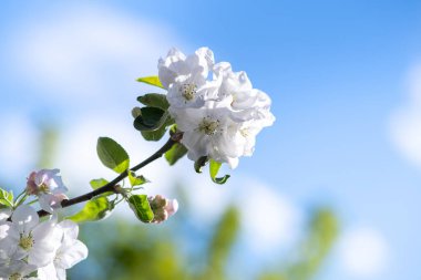 Bahar bahçesinde çiçek açan beyaz ve pembe yapraklı meyve ağacı dalları.