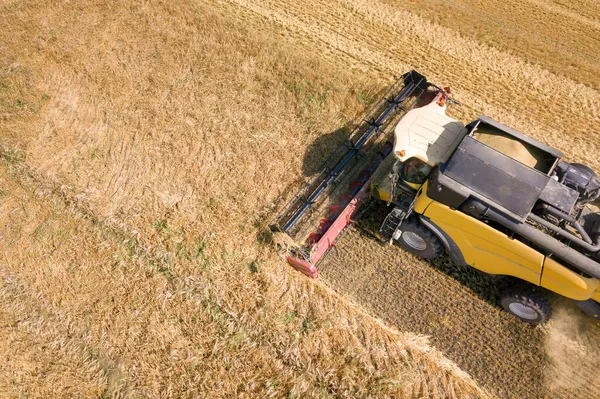 Vista Aerea Mietitrebbia Raccolta Grande Campo Grano Maturo Agricoltura Drone — Foto Stock