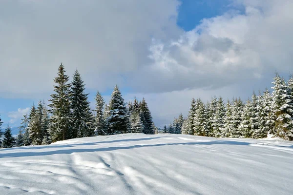 Sosny Pokryte Świeżym Padającym Śniegiem Zimowym Lesie Górskim Chłodny Jasny — Zdjęcie stockowe