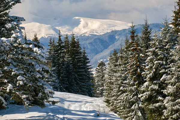 Сосны Покрытые Свежим Снегом Зимнем Горном Лесу Холодный Яркий День — стоковое фото