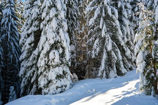 Çam ağaçları soğuk ve aydınlık bir günde kış ormanlarında taze karla kaplıdır..
