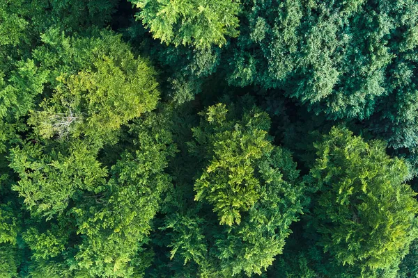 Top Płaski Widok Lotu Ptaka Ciemny Bujny Las Zielonych Drzew — Zdjęcie stockowe