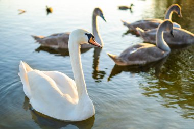 Yazın göl suyunda yüzen beyaz ve gri kuğular.