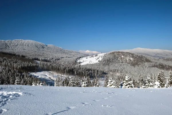 Zimowy Krajobraz Drzewami Rozpryskowymi Pokrytego Śniegiem Lasu Zimnych Górach — Zdjęcie stockowe
