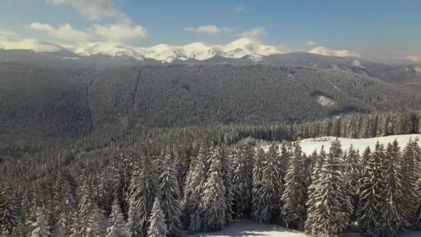 Vista aérea da paisagem de inverno com colinas de montanha cobertas com floresta de pinheiros perene após a neve pesada no dia brilhante frio. — Vídeo de Stock