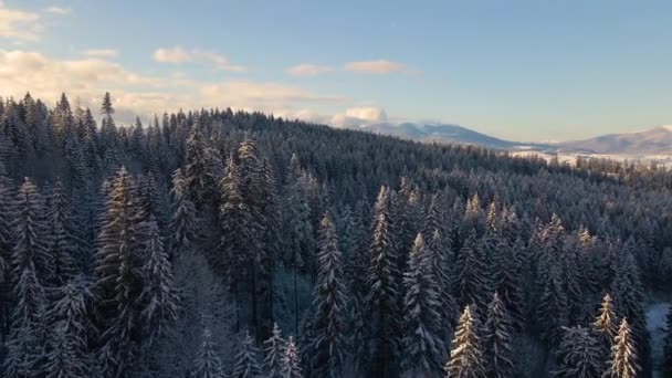 Повітряний зимовий пейзаж з сосновими деревами снігового покриву лісу в холодних горах на сході сонця . — стокове відео