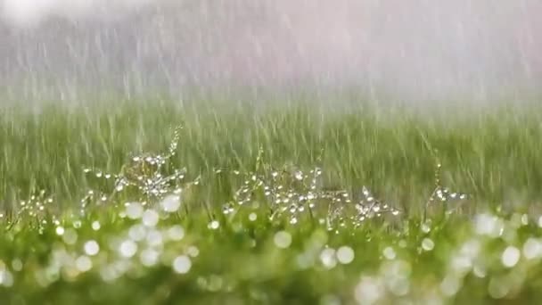 Fechar-se de gotas de chuva caindo na grama verde no verão. — Vídeo de Stock