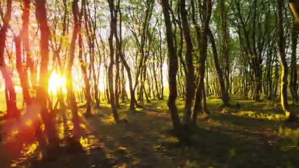 黄昏茂密的森林，高大的树木，明亮的黄光在夕阳的地平线上闪耀. — 图库视频影像