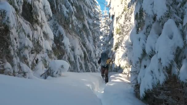 Caminhante masculino com mochila turística caminhando pela floresta densa com neve profunda no dia frio de inverno. — Vídeo de Stock