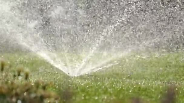 Aspersor de plástico riego césped de hierba con agua en el jardín de verano. Riego de vegetación verde duging estación seca para mantenerlo fresco. — Vídeos de Stock