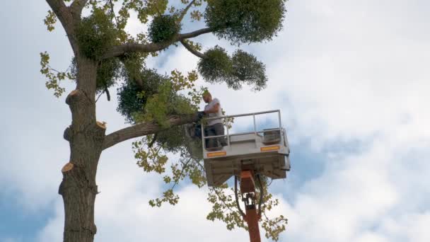 Δύο υπάλληλοι παροχής υπηρεσιών που κόβουν μεγάλα κλαδιά δέντρων με αλυσοπρίονο από την πλατφόρμα γερανογέφυρας ανύψωσης. Σχέδιο αποψίλωσης και κηπουρικής. — Αρχείο Βίντεο
