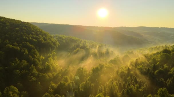 在温暖的夏日日出时分,空中看到了明亮的雾蒙蒙的清晨,笼罩着漆黑的森林树木.黎明时分野林的美丽景色 — 图库视频影像