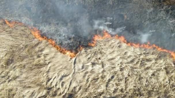 Vista aérea del campo de prados ardiendo con fuego rojo durante la estación seca. Desastres naturales y cambio climático — Vídeos de Stock