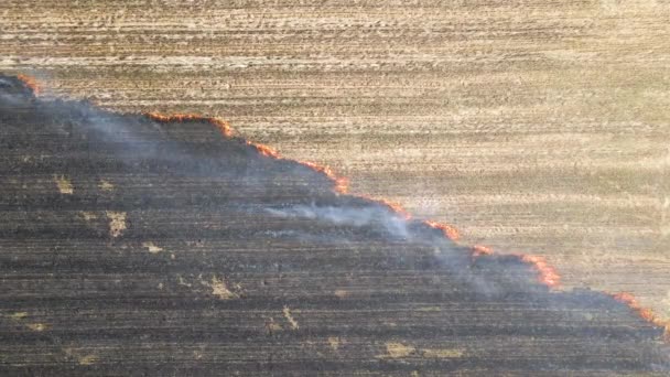 Vista aerea di prati brucia campo con fuoco rosso durante la stagione secca. Disastri naturali e concetto di cambiamento climatico — Video Stock