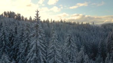 Gün doğumunda soğuk dağlarda kardan çam ağaçlarıyla kaplı hava manzarası