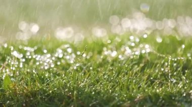 Yazın yeşil çimlere düşen yağmur damlacıklarının yakınlaşması