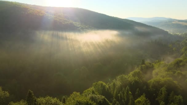 Вид с воздуха на яркое туманное утро над тёмными лесами в тёплый летний восход солнца. Сценарий дикого леса на даче — стоковое видео