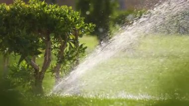 Plastik fıskiyeler çimenleri sulıyor yaz bahçesinde suyla. Yeşil bitkileri sulamak kurak mevsimi taze tutmak içindir.