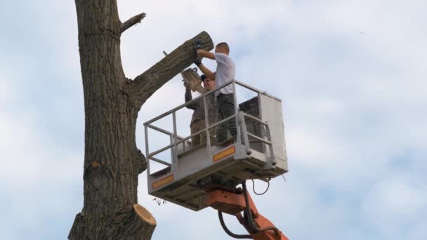 Δύο αρσενικοί υπάλληλοι που κόβουν μεγάλα κλαδιά δέντρων με αλυσοπρίονο από υπερυψωμένη πλατφόρμα ανελκυστήρων — Αρχείο Βίντεο