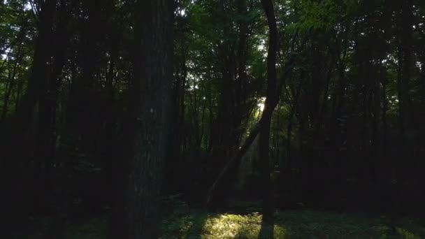 Donkere sombere bossen met zonnestralen die door dichte bladeren schijnen in de ochtend — Stockvideo