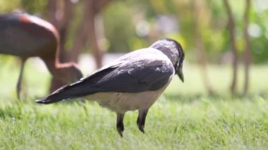 Yazın yeşil çimlerde yiyecek arayan kara karga kuşu.