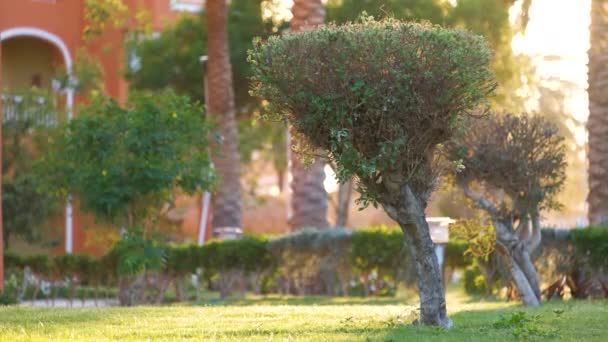 Primer plano de las plantas tropicales verdes en el jardín de verano — Vídeos de Stock