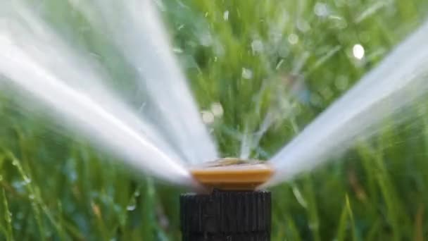 Kunststoff-Sprinkler, der Rasen im Sommergarten mit Wasser bewässert. Bewässerung der grünen Vegetation während der Trockenzeit, um sie frisch zu halten — Stockvideo