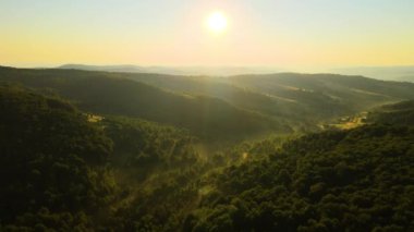 Aydınlık yaz gündoğumunda karanlık orman ağaçları üzerinde canlı sisli bir sabah. Şafak vakti vahşi ormanın muhteşem manzarası