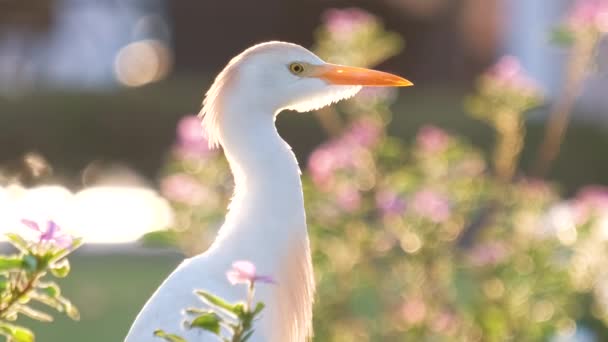 Белая цапля из крупного рогатого скота дикая птица, также известная как Bubulcus ibis ходить по зеленой лужайке летом — стоковое видео