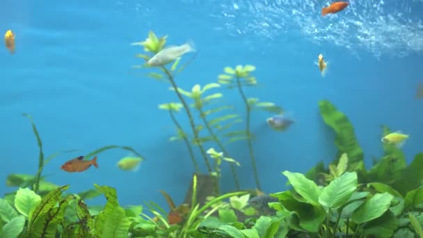 Pesci esotici colorati che nuotano in acquario blu intenso con piante tropicali verdi — Video Stock