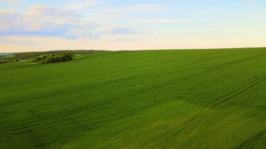 Yeşil tarlaların üzerinde uçan vahşi kuşların hava manzarası. Parlak yaz akşamlarında ekinlerin büyüdüğü tarım arazileri.