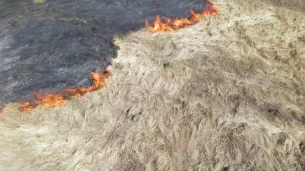 Kurak mevsimde çayırların kırmızı ateşle yandığını gösteren hava manzarası. Doğal afet ve iklim değişikliği kavramı — Stok video