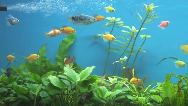 Színes egzotikus halak úsznak mélykék akváriumban zöld trópusi növényekkel — Stock videók