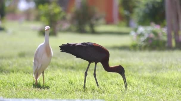 Uccello selvatico ibis lucido, noto anche come Plegadis falcinellus che passeggia sul prato verde in estate — Video Stock